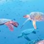 Pakistani govt announce 90 Million PKR Project Launched to protect sea turtles