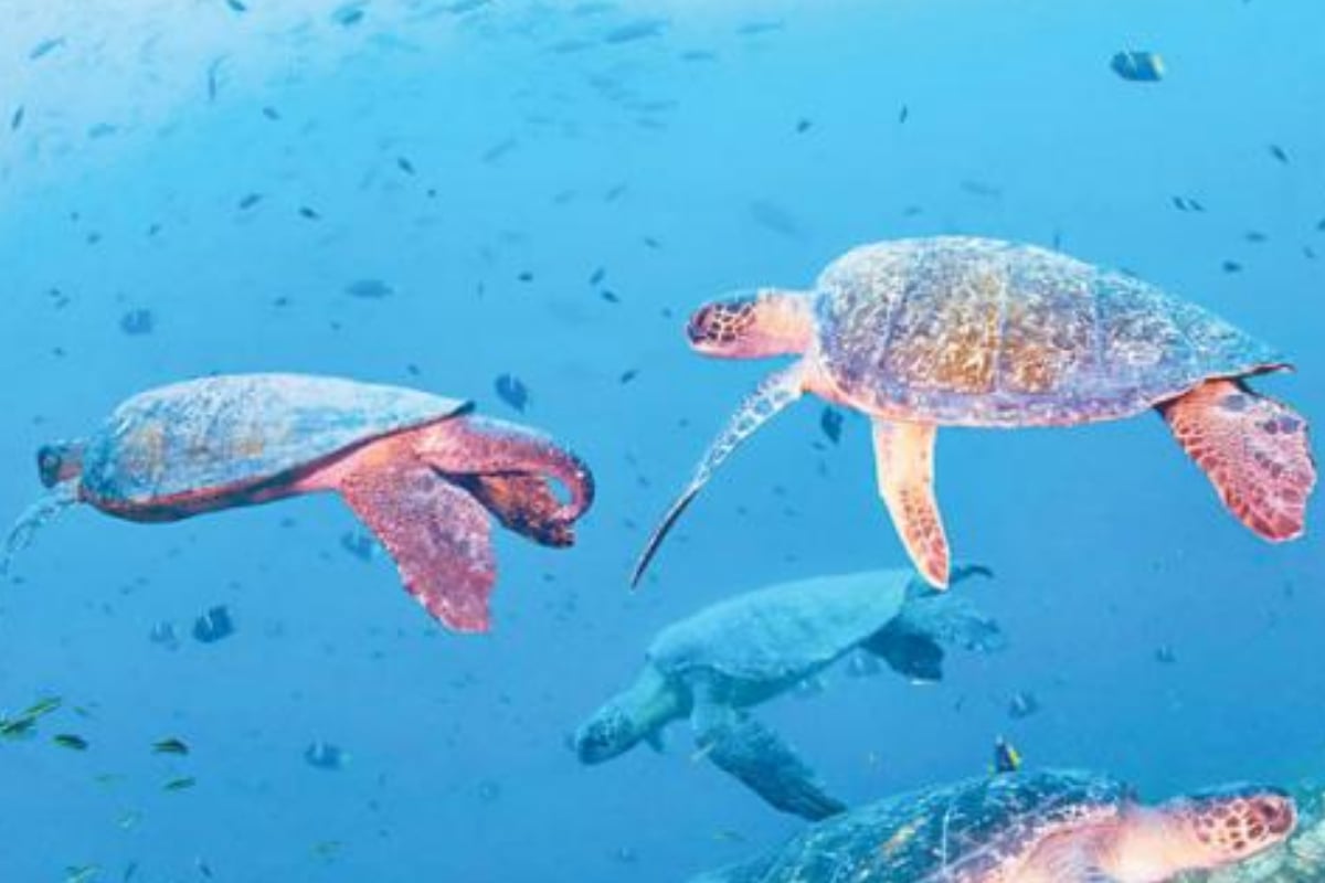 Pakistani govt announce 90 Million PKR Project Launched to protect sea turtles