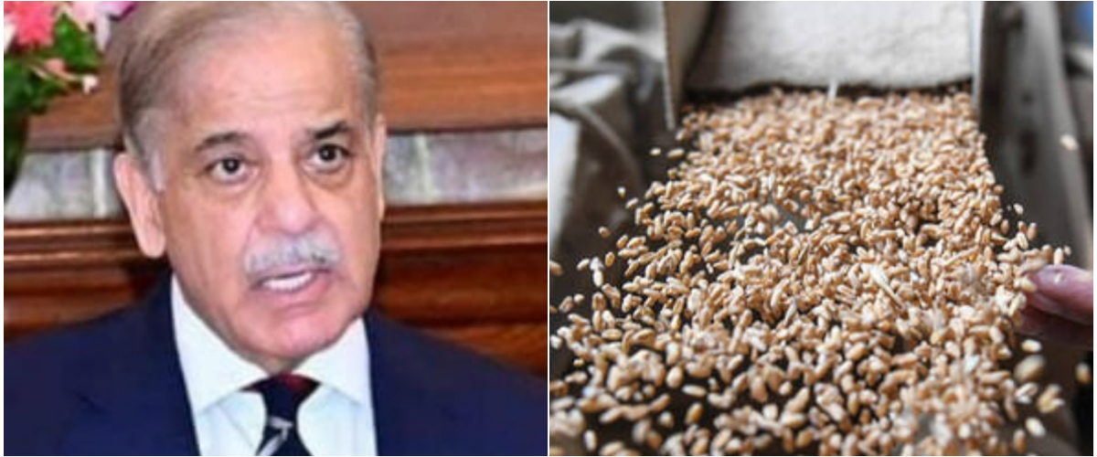 Government approves National wheat policy, Sets support price at Rs3,500 per Maund