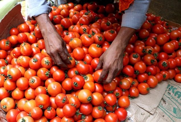 Major reason behind soaring Tomato prices revealed