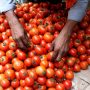 Major reason behind soaring Tomato prices revealed