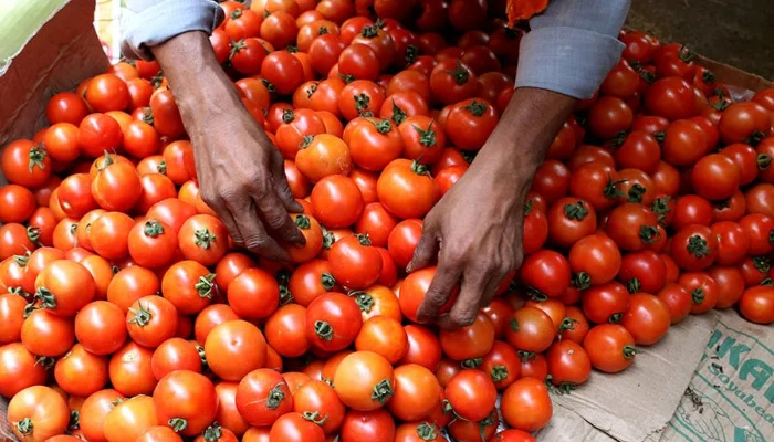 Major reason behind soaring Tomato prices revealed