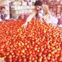Tomato prices spike due to weather impact, transport challenges