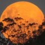 Year’s first supermoon to light up skies tonight