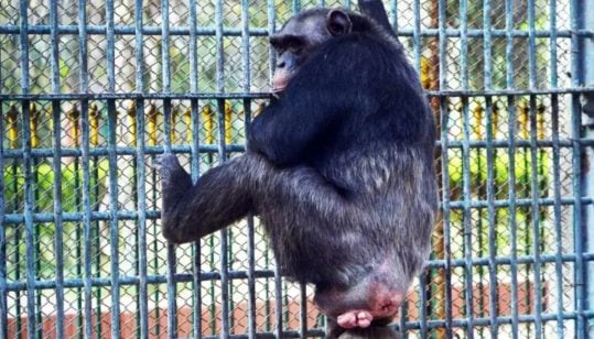 Elderly Chimpanzee