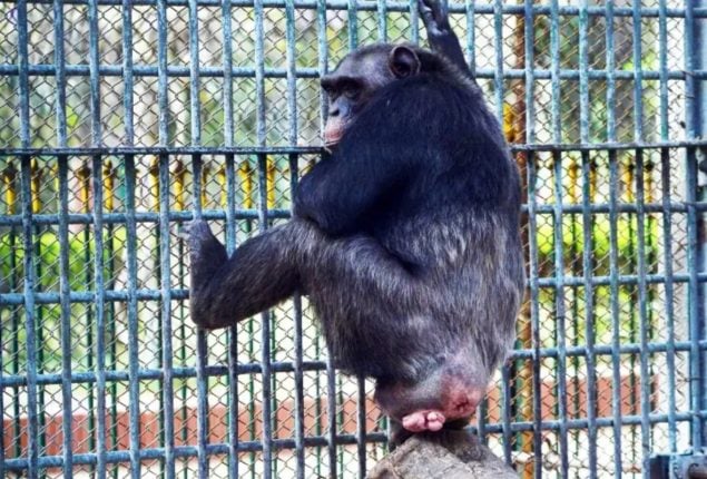Elderly Chimpanzee