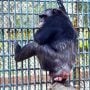 Elderly Chimpanzee ‘Bibi’ passes away at Karachi Zoo