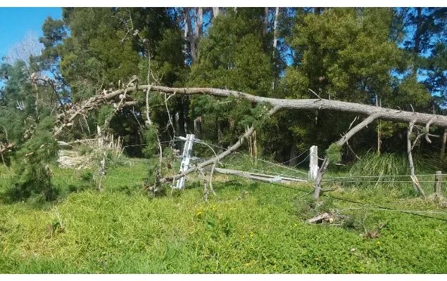 Power outages and chaos as fierce winds batter New Zealand