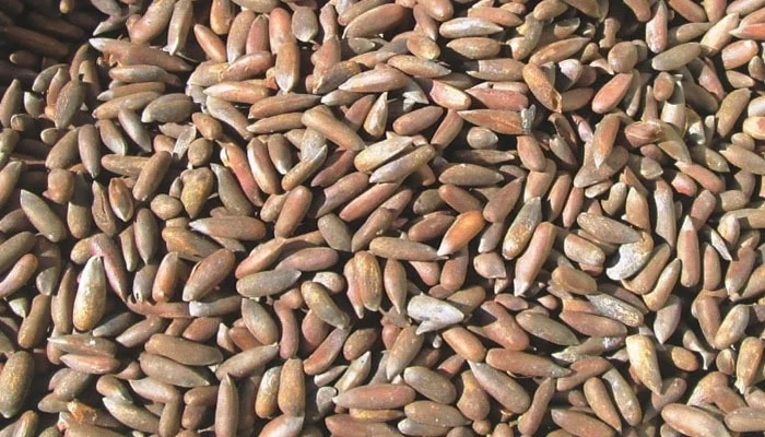 Pine Nuts