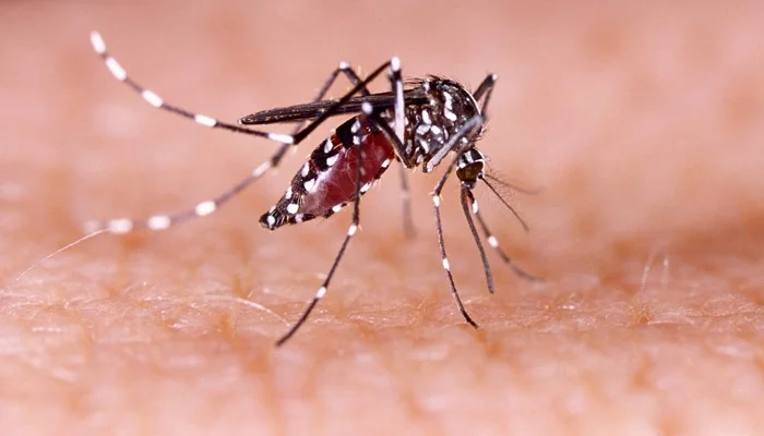 Dangerous dengue rise in Sindh