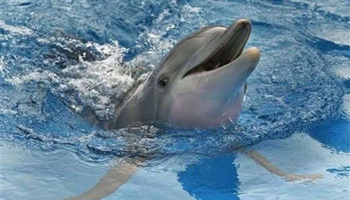 Stunning viral video of bottlenose dolphins near Gwadar Port leaves visitors amazed