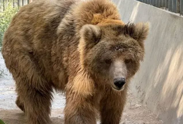 Karachi Zoo’s female bear ‘Rano’ shifted to Islamabad