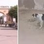 Stray dog attacks leave children injured on Karachi University campus