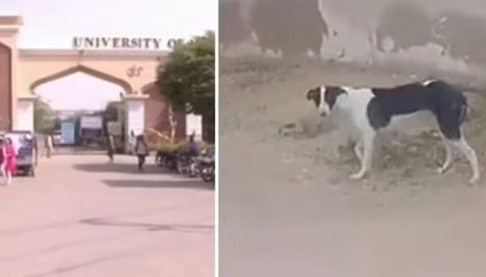 Stray dog attacks leave children injured on Karachi University campus