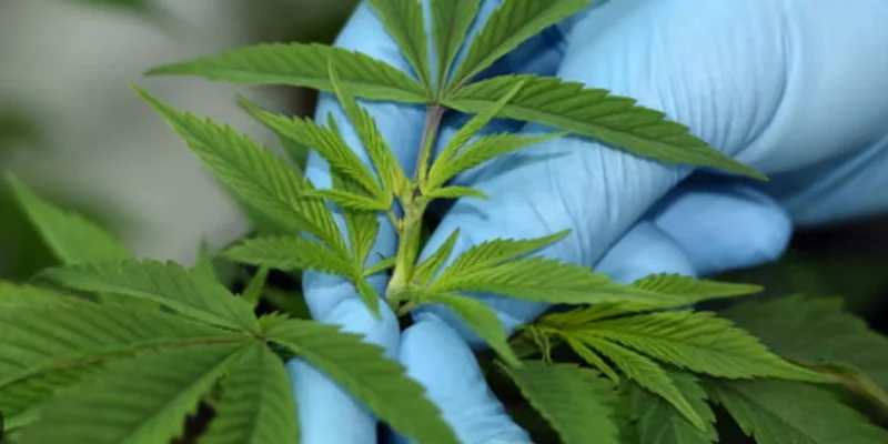 Cannabis, chronic pain and sleep: A complex relationship uncovered by new research