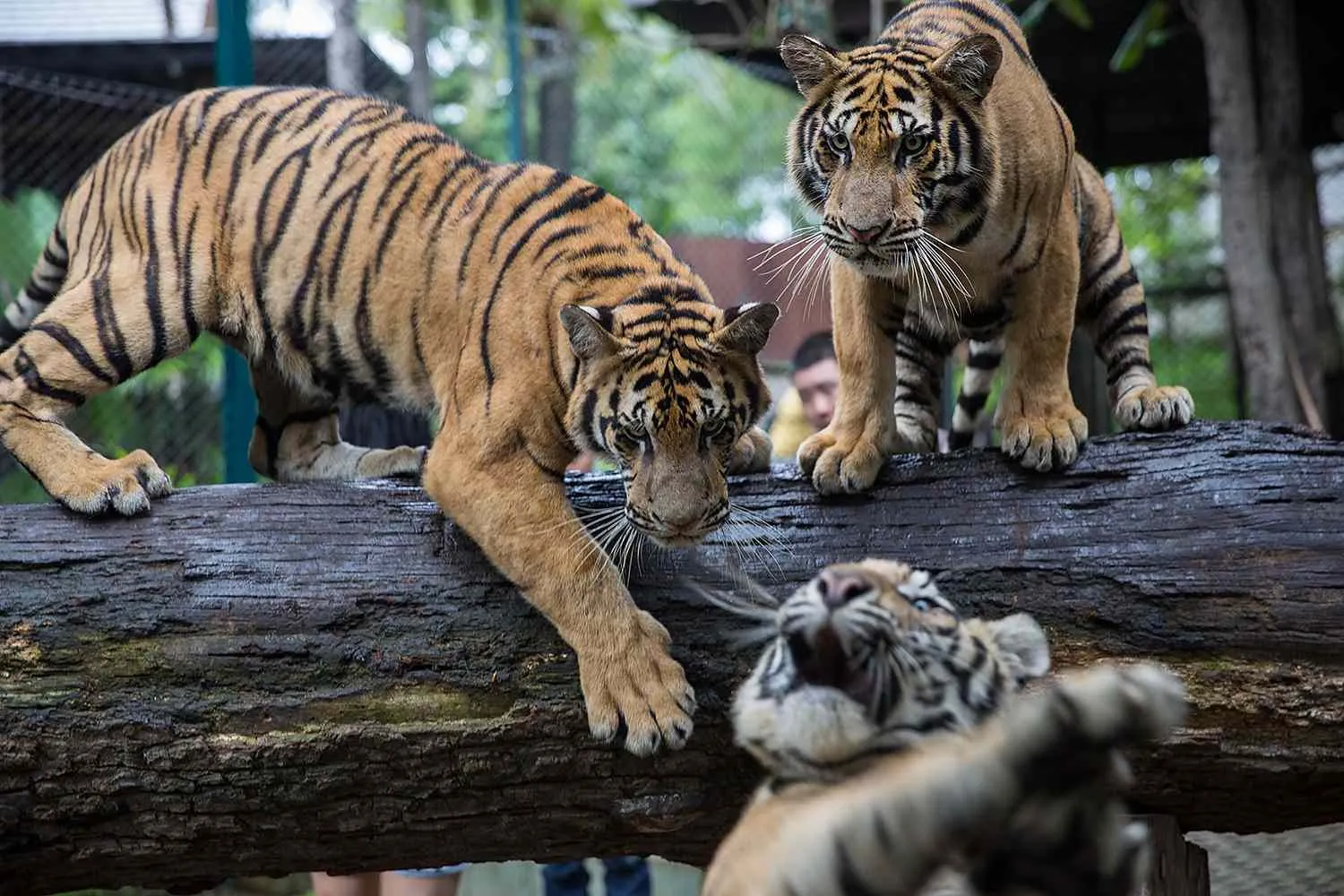 Over 70 tigers dead in Thailand after virus outbreak at wildlife parks