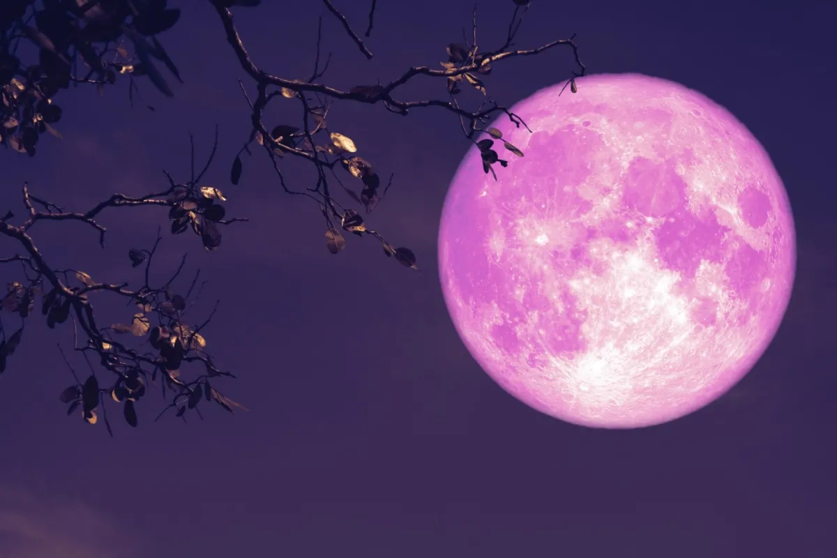 Pink Moon 2026 Spring’s dazzling night sky spectacle