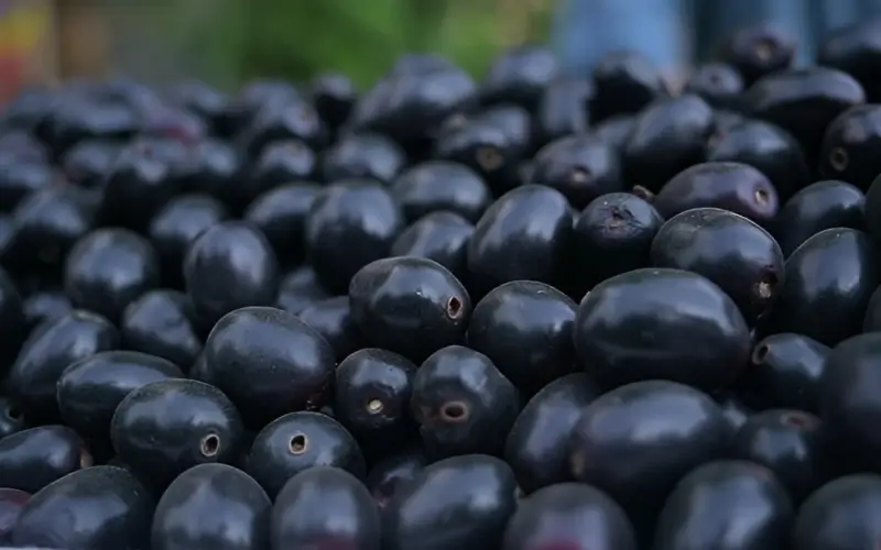 10 health benefits of Jamun (Java Plum)