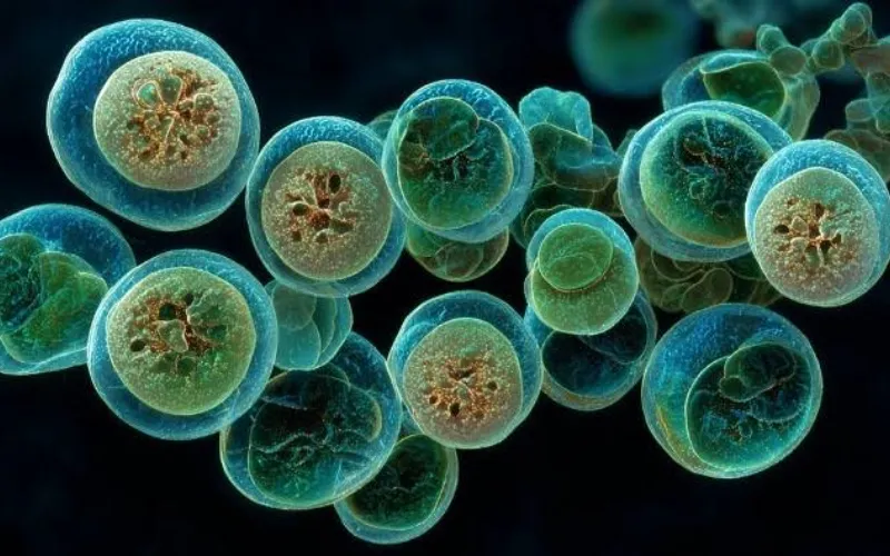 UK also reports rise in cyclospora infections