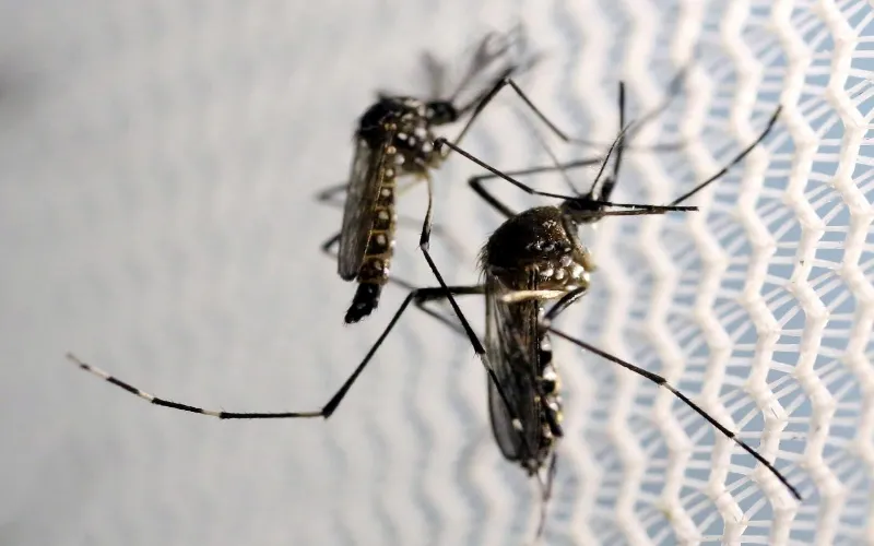 Rawalpindi registers 1,670 dengue FIRs as crackdown intensifies