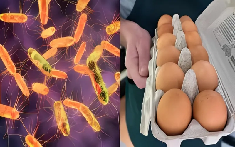 Belgium Salmonella outbreak sickens 306 as contaminated eggs spark alarm