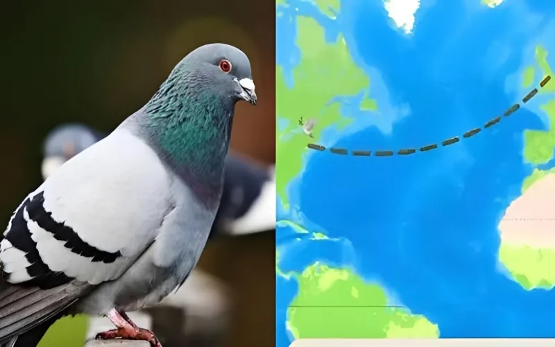 Carrier Pidge turns texting into slow trips by virtual pigeons