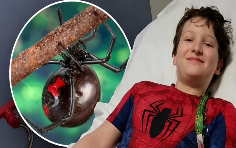 Spider Man movie fever lands Bolivia boy in hospital after spider bite