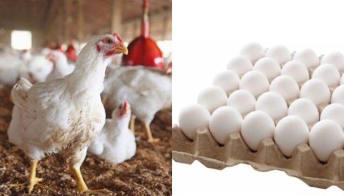 Chicken meat and egg prices soar in Karachi