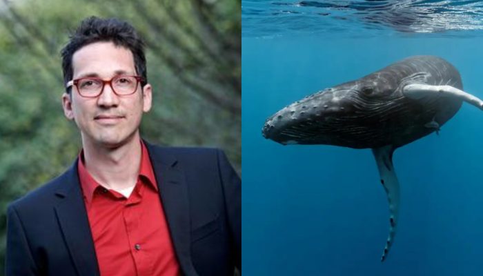 Scientists Decode Anatomy of Baleen Whale Songs