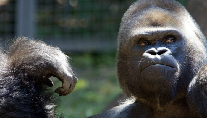 Gorillas