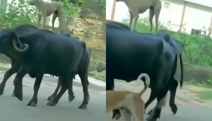 Dog Rides Buffaloes