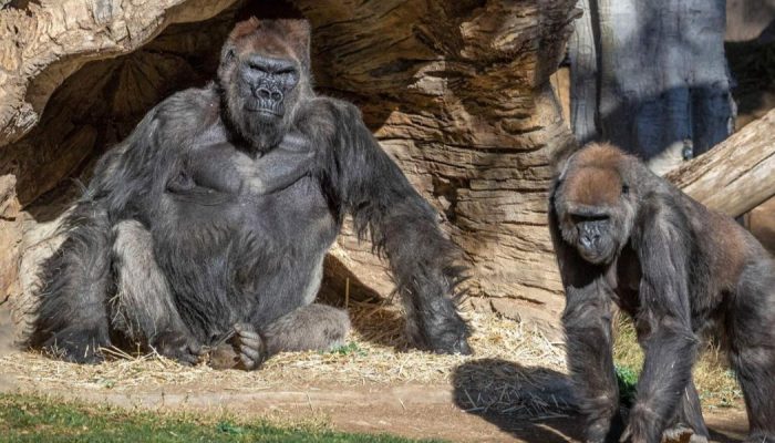 Two gorillas tested covid-19 positive