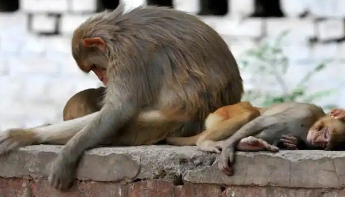 India: More Than 30 Monkeys Die From Suspected Poisoning