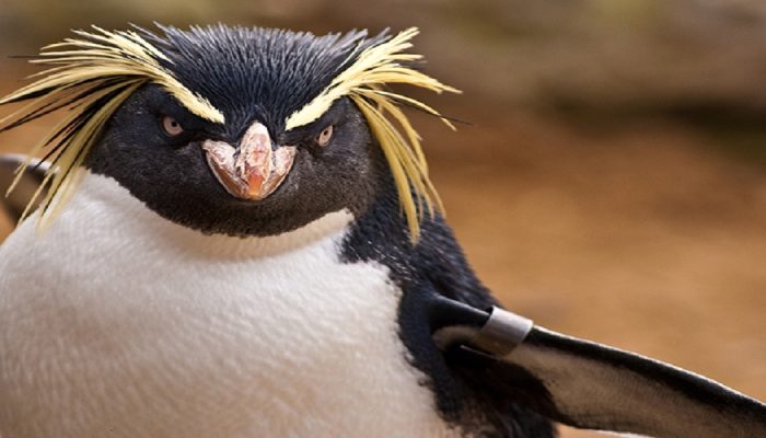Penguins are just as quick as humans in recognizing faces